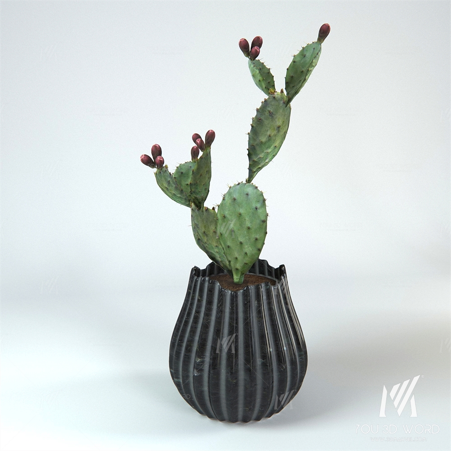 Cactus